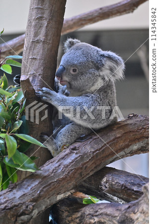 Lively koalas at Tama Zoo 114345842