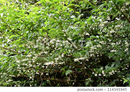 Styrax flower　 114345945