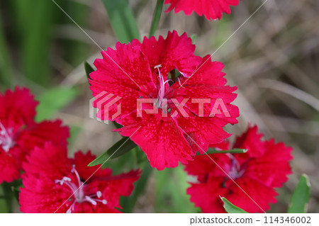 春天花園裡盛開的紅石竹花 114346002