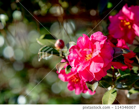 Sasanqua in full bloom coloring the winter 114346007