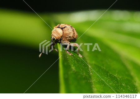 巨型槲寄生象甲蟲 114346117