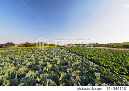 三浦半島春天的蘿蔔田和捲心菜田 114346138