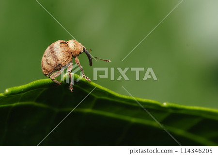 巨型槲寄生象甲蟲 114346205