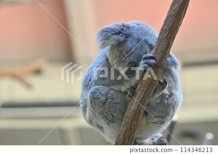 Sleeping koala at Tama Zoo 114346213