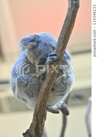 Sleeping koala at Tama Zoo 114346215