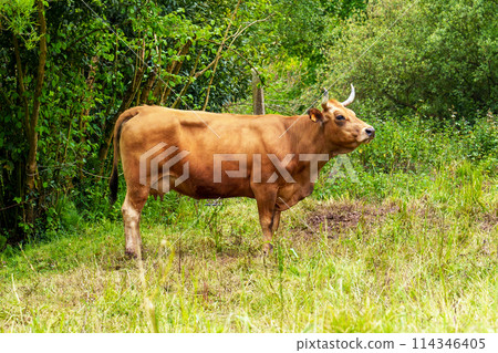 Calm grazing cow on farm green grass pasture close up in northern Spain Calm grazing cow on farm green grass pasture close up in northern Spain 114346405
