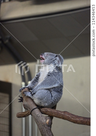 Yawning koala at Tama Zoo Yawning koala at Tama Zoo 114346453