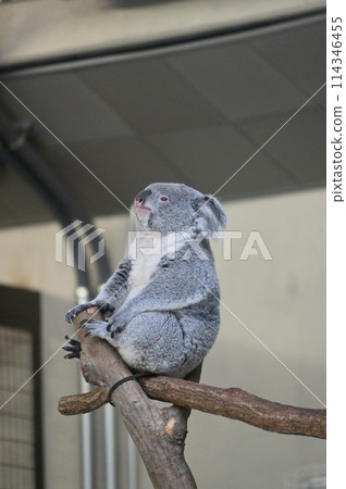 茫茫無尾熊多摩動物園 114346455