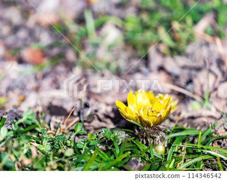 Pretty and beautiful Adonis ramosa heralding the arrival of spring 114346542