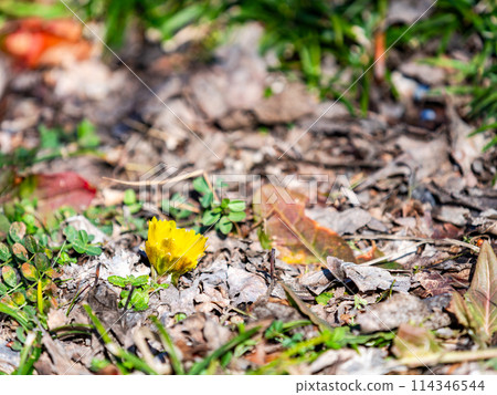 Pretty and beautiful Adonis ramosa heralding the arrival of spring 114346544