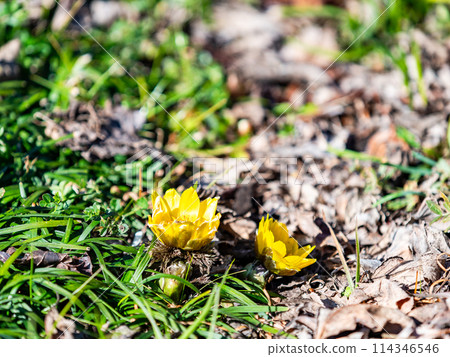 Pretty and beautiful Adonis ramosa heralding the arrival of spring 114346546
