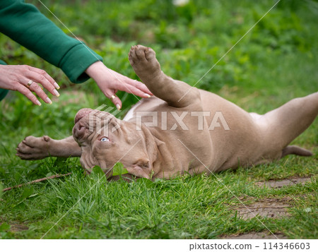 American Bully puppy playing with human hands. The dog lies on its back with its paws outstretched. A dog's love for its owner 114346603