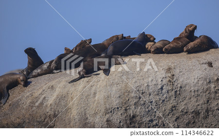 Cape fur seals in group deposit on huge rock in the coastal zone. Cape fur seals in group deposit on huge rock in the coastal zone. 114346622