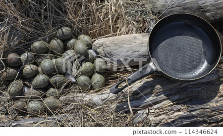 Seagull eggs collected by locals for cooking in frying pan. Seagull eggs collected by locals for cooking in frying pan. 114346624