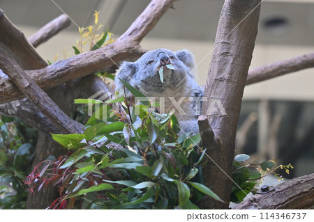 Koala eating eucalyptus leaves Tama Zoological Park Koala eating eucalyptus leaves Tama Zoological Park 114346737
