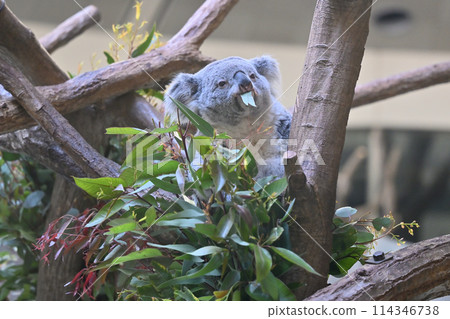 Koala eating eucalyptus leaves Tama Zoological Park 114346738