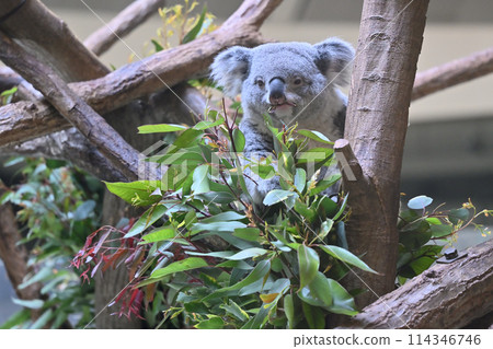 吃尤加利葉的無尾熊 多摩動物公園 114346746