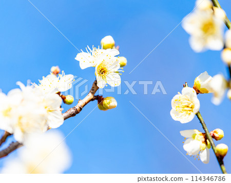 Neat white plum blossoms in full bloom heralding the arrival of spring 114346786