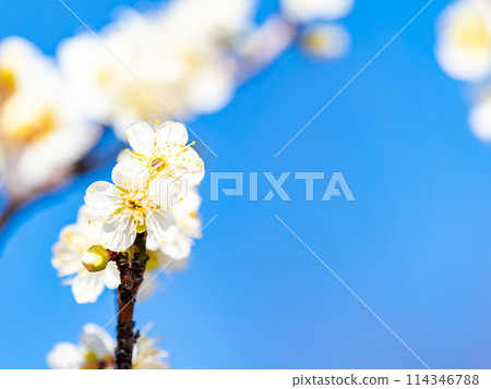 Neat white plum blossoms in full bloom heralding the arrival of spring Neat white plum blossoms in full bloom heralding the arrival of spring 114346788