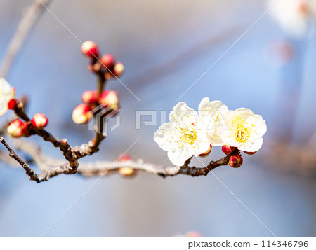 Neat white plum blossoms in full bloom heralding the arrival of spring Neat white plum blossoms in full bloom heralding the arrival of spring 114346796