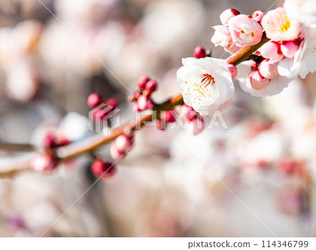 Neat white plum blossoms in full bloom heralding the arrival of spring 114346799
