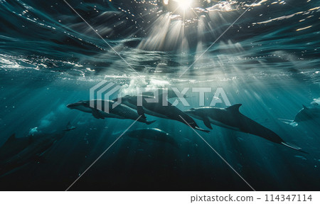 Pod of Dolphins Swimming Underwater 114347114