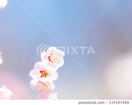 The pure and pretty pale pink plum blossoms in full bloom herald the New Year. 114347469