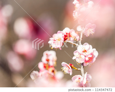 The pure and pretty pale pink plum blossoms in full bloom herald the New Year. The pure and pretty pale pink plum blossoms in full bloom herald the New Year. 114347472