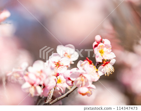 The pure and pretty pale pink plum blossoms in full bloom herald the New Year. 114347473