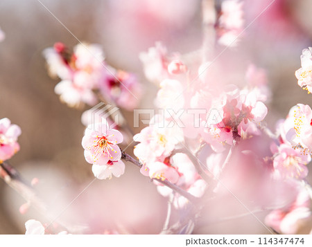 The pure and pretty pale pink plum blossoms in full bloom herald the New Year. 114347474