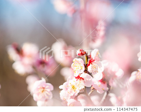 整齊可愛的淡粉紅色紅梅樹盛開,預示著新年的到來。 整齊可愛的淡粉紅色紅梅樹盛開,預示著新年的到來。 114347475