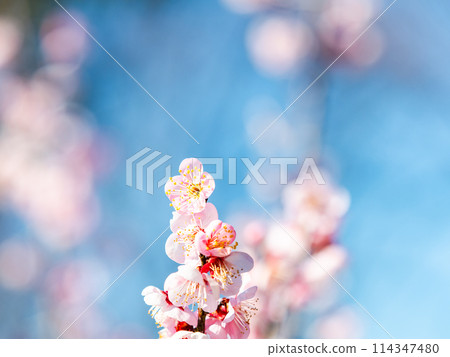 整齊可愛的淡粉紅色紅梅樹盛開，預示著新年的到來。 114347480