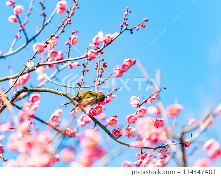 The pure and pretty pale pink plum blossoms in full bloom herald the New Year. The pure and pretty pale pink plum blossoms in full bloom herald the New Year. 114347481