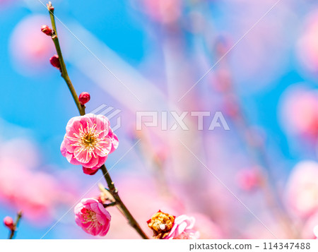 The pure and pretty pale pink plum blossoms in full bloom herald the New Year. 114347488