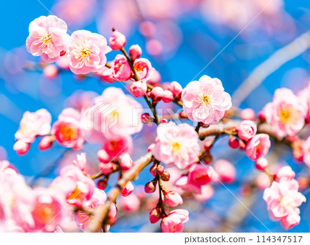 整齊可愛的淡粉紅色紅梅樹盛開，預示著新年的到來。 114347517