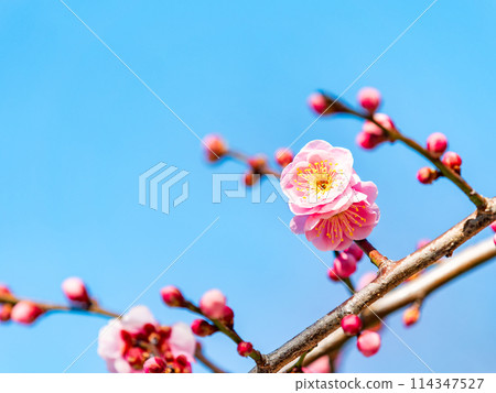 整齊可愛的淡粉紅色紅梅樹盛開，預示著新年的到來。 114347527