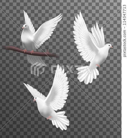 White doves in realistic design 114347713