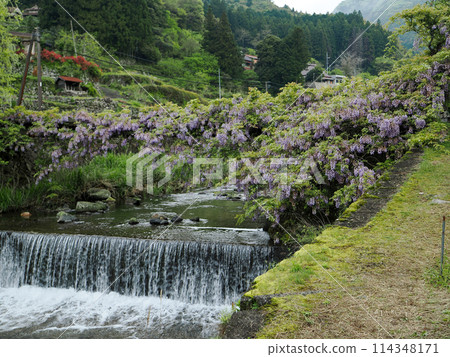 三谷德知的藤橋愛情橋 三谷德知的藤橋愛情橋 114348171