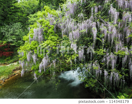 Wisteria of Niho Consistent Field, Yamaguchi City Wisteria of Niho Consistent Field, Yamaguchi City 114348179