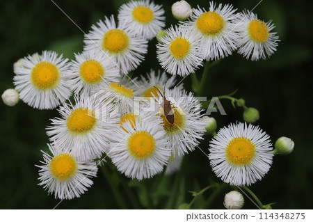 A narrow-spotted stink bug resting on a dandelion flower blooming in a spring field 114348275