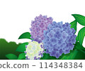五顏六色的八仙花屬的例證 114348384