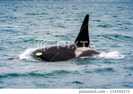 [北海道/知床]羅臼海岸的野生虎鯨遷徙 114348575
