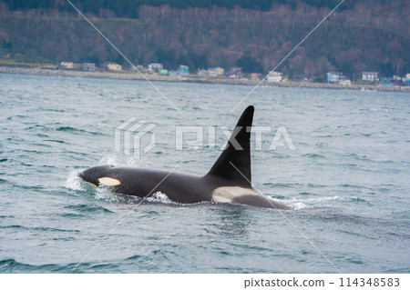 [北海道/知床]羅臼海岸的野生虎鯨遷徙 114348583