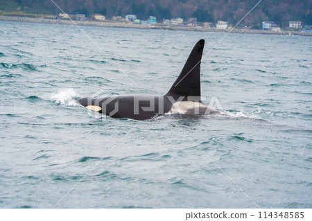 [Hokkaido, Shiretoko] Wild killer whales migrating off the coast of Rausu 114348585