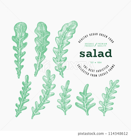 Vintage Style Arugula Illustration. Green Vegetable Illustration. Vector Hand Drawn Salad. Vintage Style Gerden Cress Illustration. Green Vegetable Illustration. Vector Hand Drawn Salad. 114348612