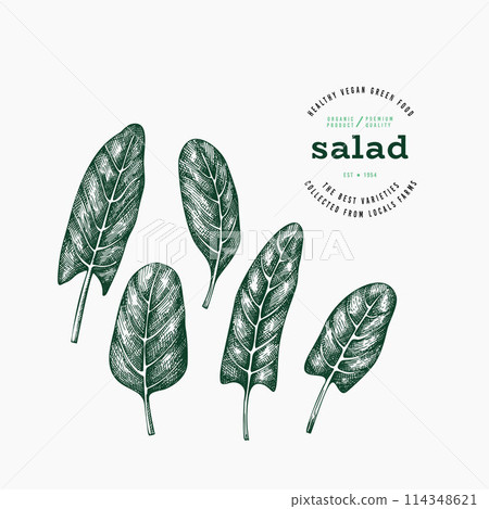 Vintage Style Sorrel Illustration. Green Vegetable Illustration. Vector Hand Drawn Salad. Vintage Style Gerden Cress Illustration. Green Vegetable Illustration. Vector Hand Drawn Salad. 114348621