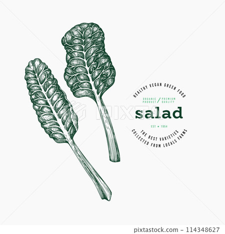 Vintage Style Swiss Chard Illustration. Green Vegetable Illustration. Vector Hand Drawn Salad. Vintage Style Gerden Cress Illustration. Green Vegetable Illustration. Vector Hand Drawn Salad. 114348627