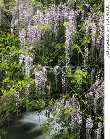 Wisteria of Niho Consistent Field, Yamaguchi City 114348739