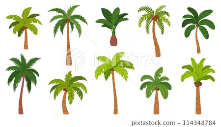 Palm trees. Cartoon tropical tree with different exotic green leaves, trunk and fruits. Nature jungle plants. Hawaii coconut and island banana tree. Rainforest elements. Vector set Palm trees. Cartoon tropical tree with different exotic green leaves, trunk and fruits. Nature jungle plants. Hawaii coconut and island banana tree. Rainforest elements. Vector set 114348784