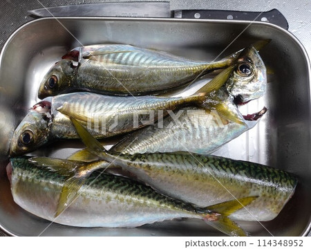 5 月在碼頭捕魚時,竹莢魚產卵季節 5 月在碼頭捕魚時,竹莢魚產卵季節 114348952